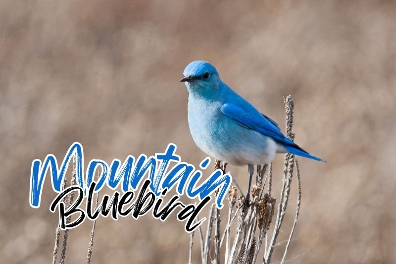 Mountain Bluebird (Sialia currucoides)