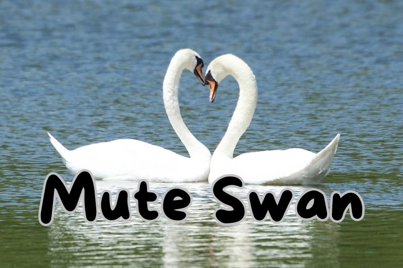 Mute Swan (Cygnus olor)