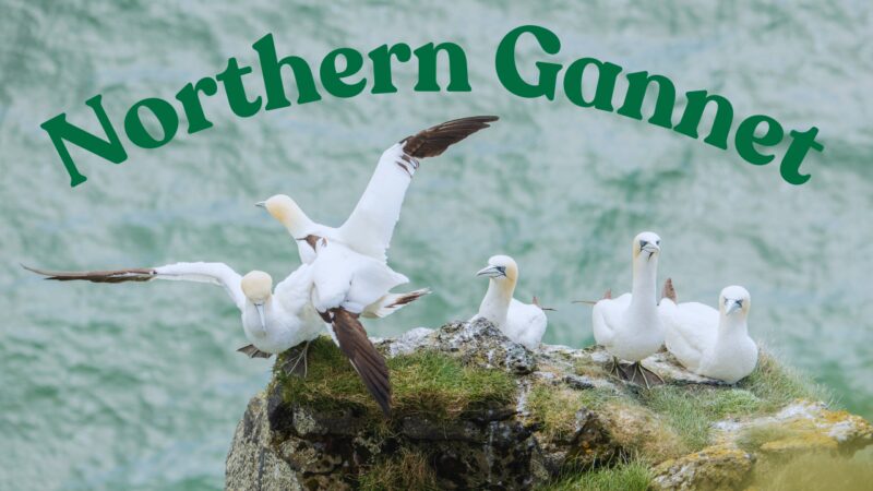 Northern Gannet