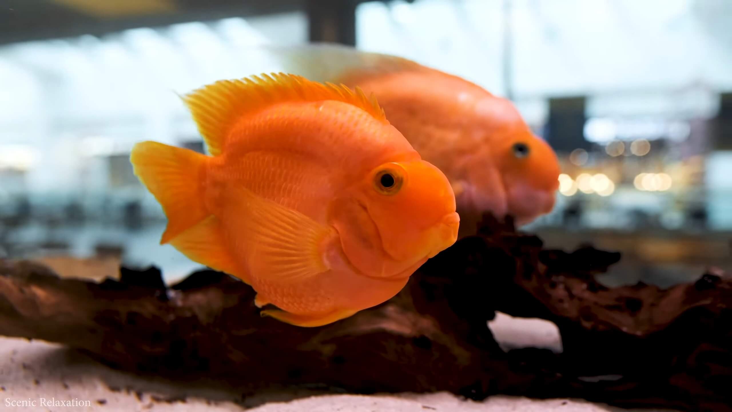 Orange Fishes - Blood-red Parrot Cichlid in Aquarium