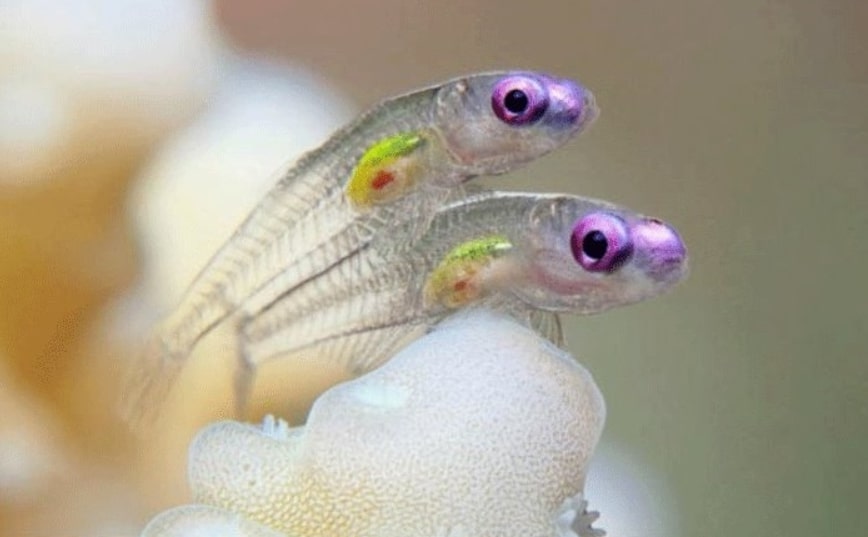 Paedocypris Progenetica Fish in their Mating Ritual