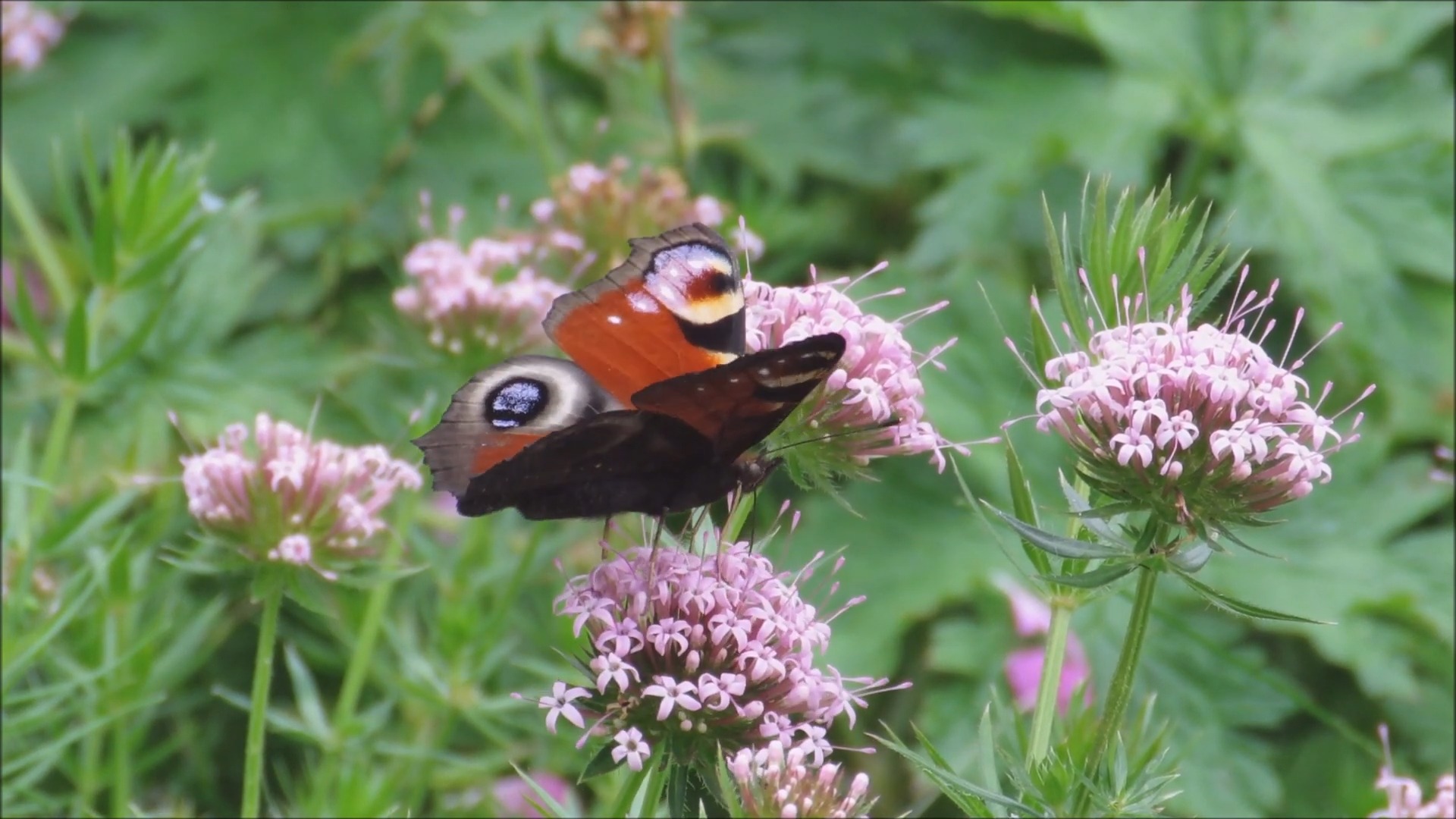 Peacock Feeding with Nectar from Flower