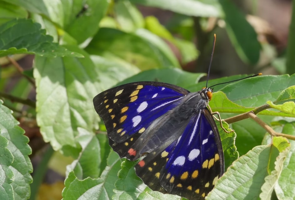 Purple Emperor Butterfly