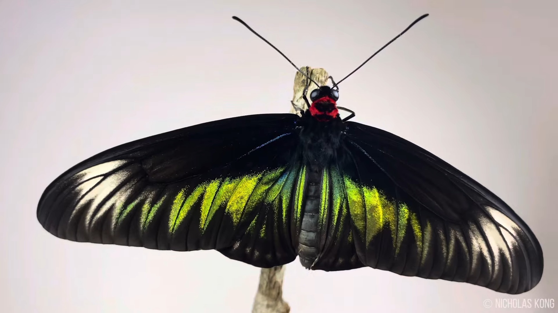 Rajah Brookes Birdwing