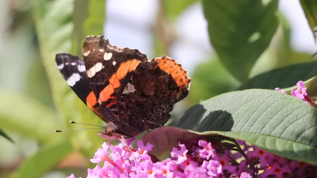 Red Admiral Butterfly