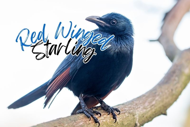 Red-winged Starling (Onychognathus morio)