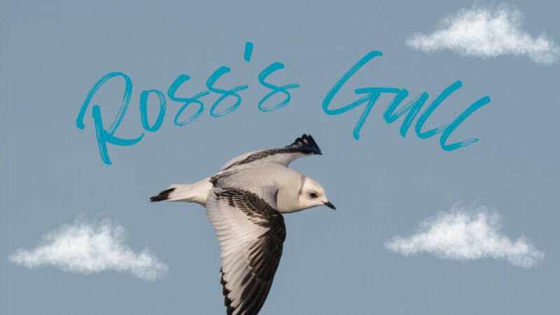 Ross's Gull