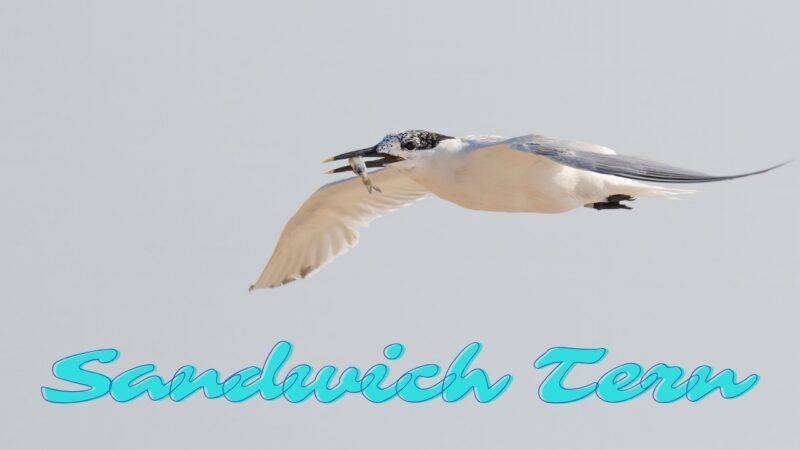 Sandwich Tern