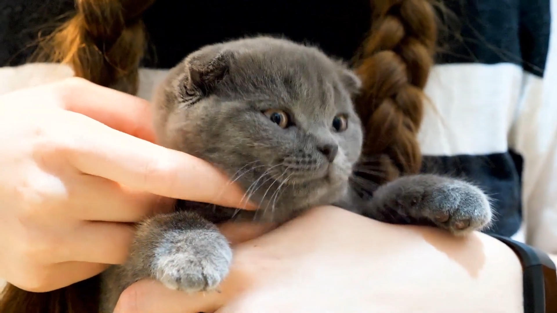 Scottish Folds