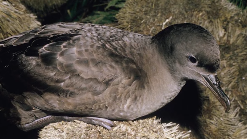 Sooty shearwater