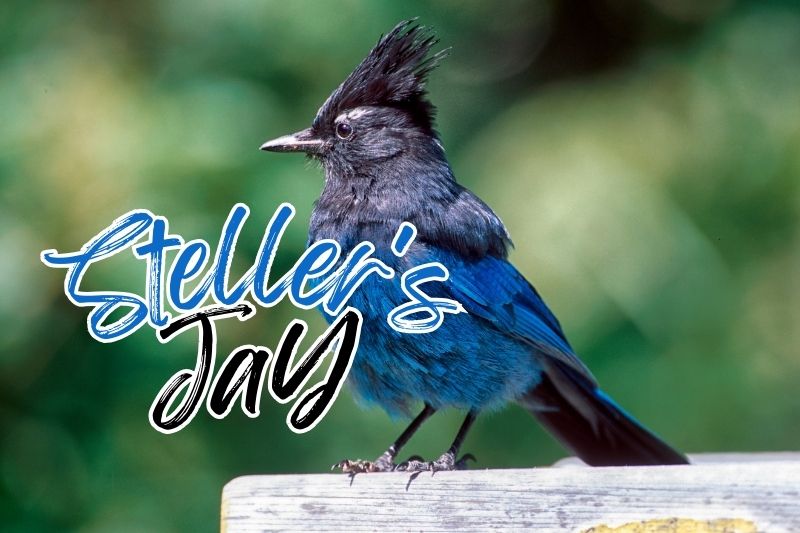 Steller's Jay (Cyanocitta stelleri)