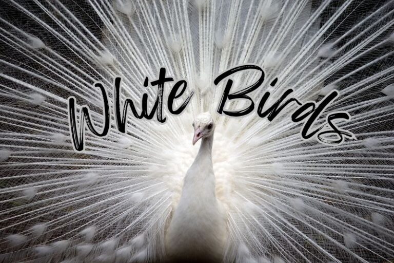 Stunningly Large White Birds (Photos, Facts, And Sizes!)