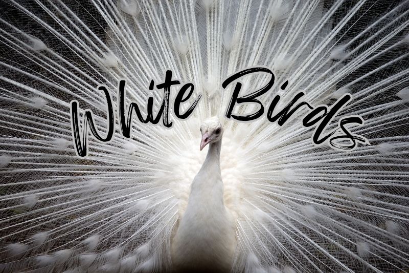 Stunningly Large White Birds (Photos, Facts, And Sizes!)
