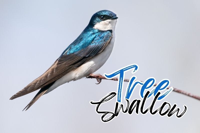 Tree Swallow (Tachycineta bicolor)