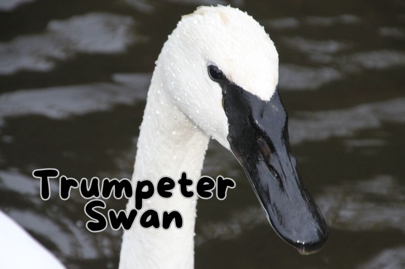 Trumpeter Swan (Cygnus buccinator)