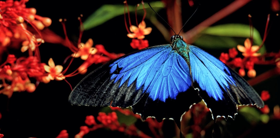 Ulysses Butterfly - Papilio ulysses