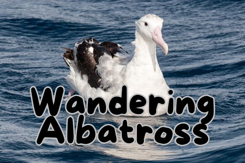 Wandering Albatross (Diomedea exulans)