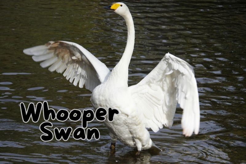 Whooper Swan (Cygnus cygnus)