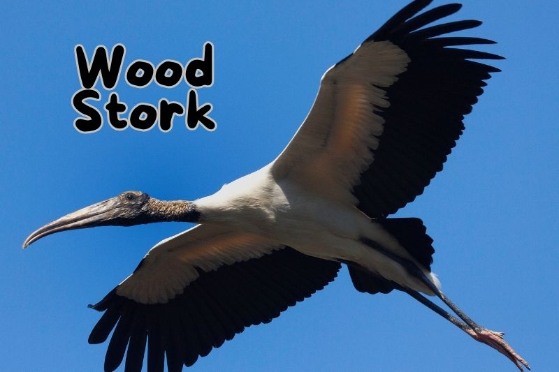 Wood Stork (Mycteria americana)