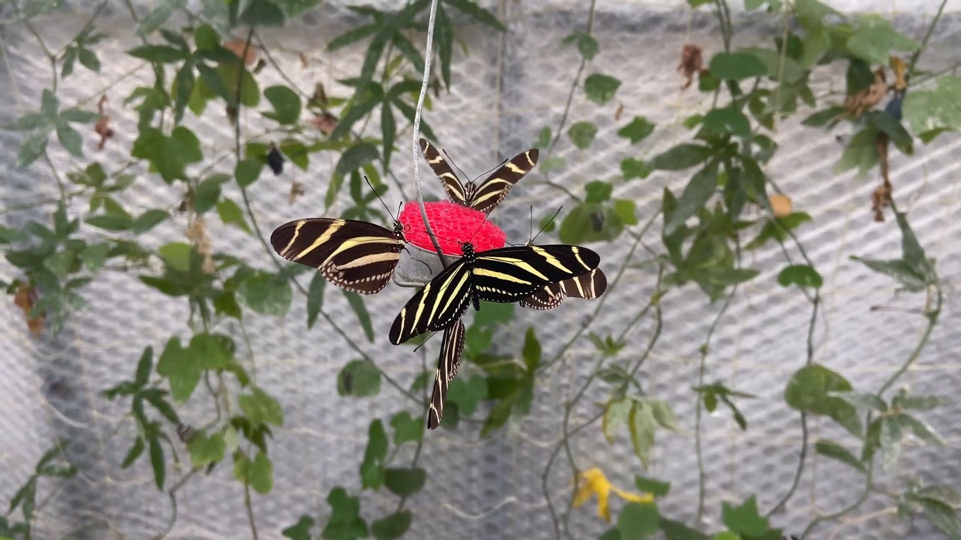 Zebra Longwing Butterfly Heliconius Charitonius