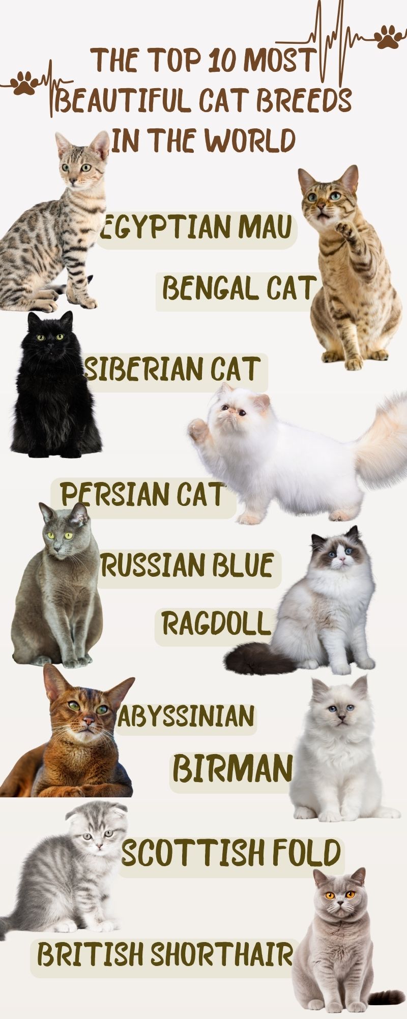 cat breeds