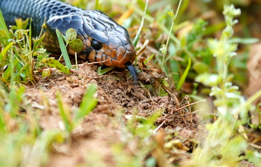 Non-venomous snake species