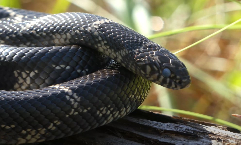 Top harmless snakes