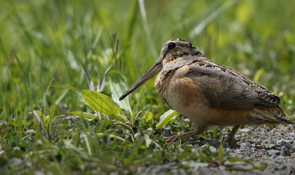 Top slow-moving animals