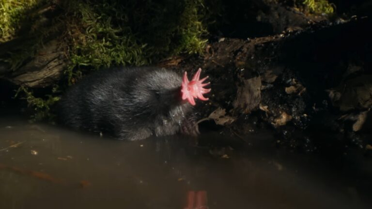 Blind Star-Nosed Mole