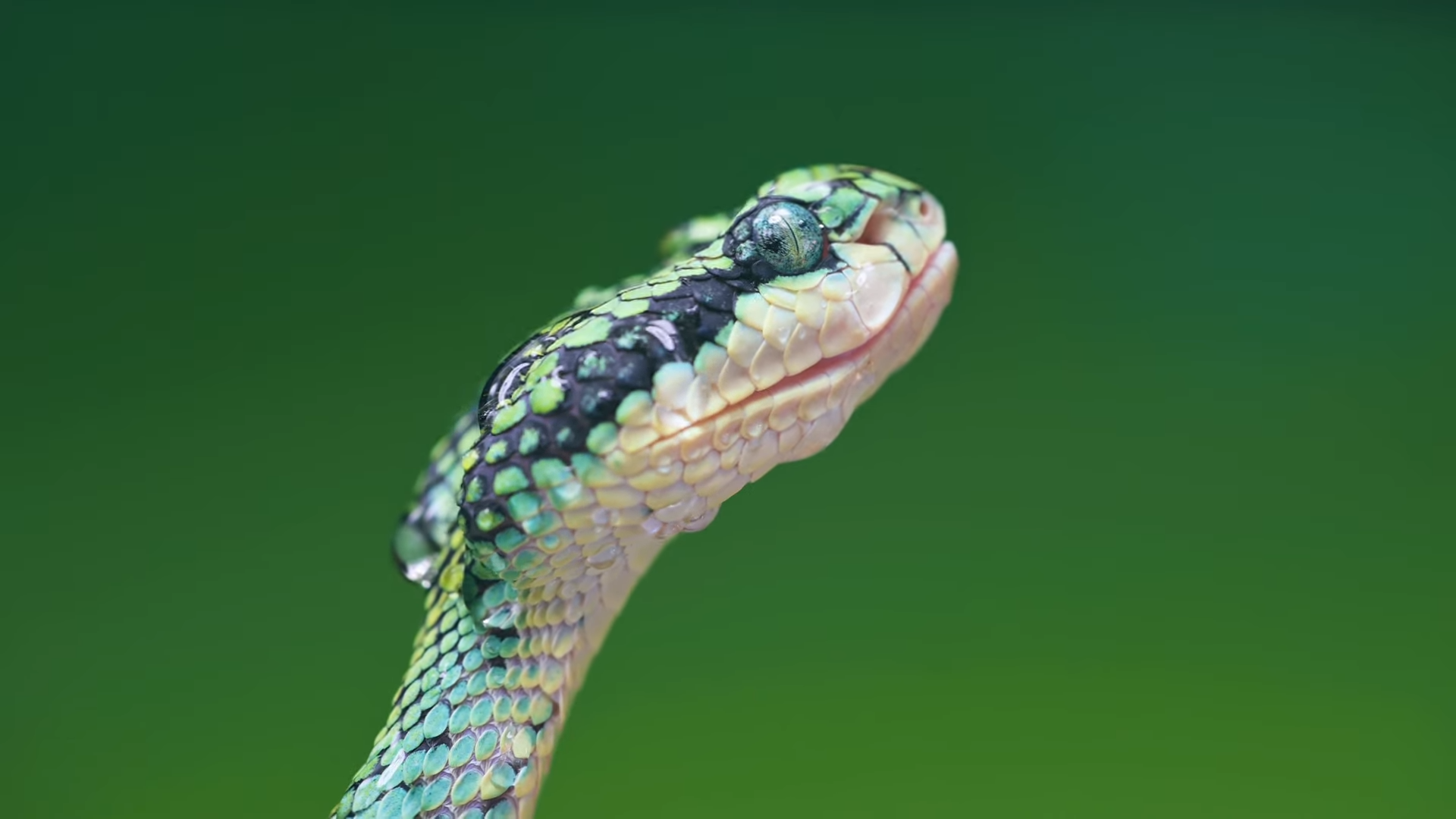 A Close-Up Image of A Sri Lankan Pit Viper, Showcasing Its Vibrant Green Scales, Intricate Patterns, and Piercing Eyes, Highlighting the Snake's Natural Beauty