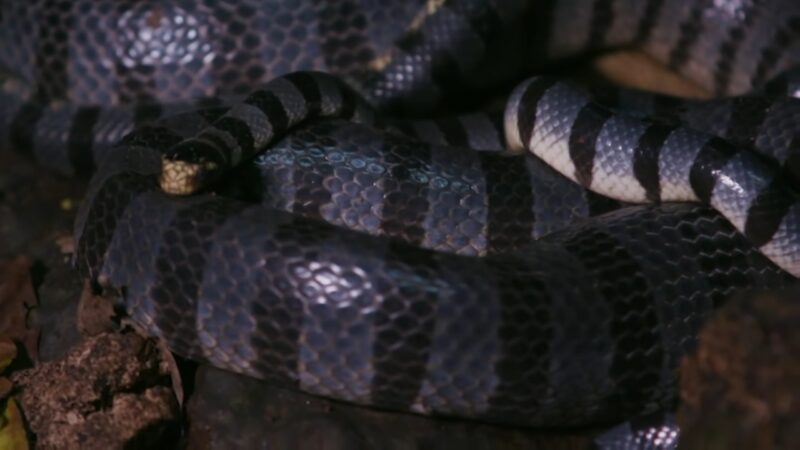 Banded Sea Krait Snake