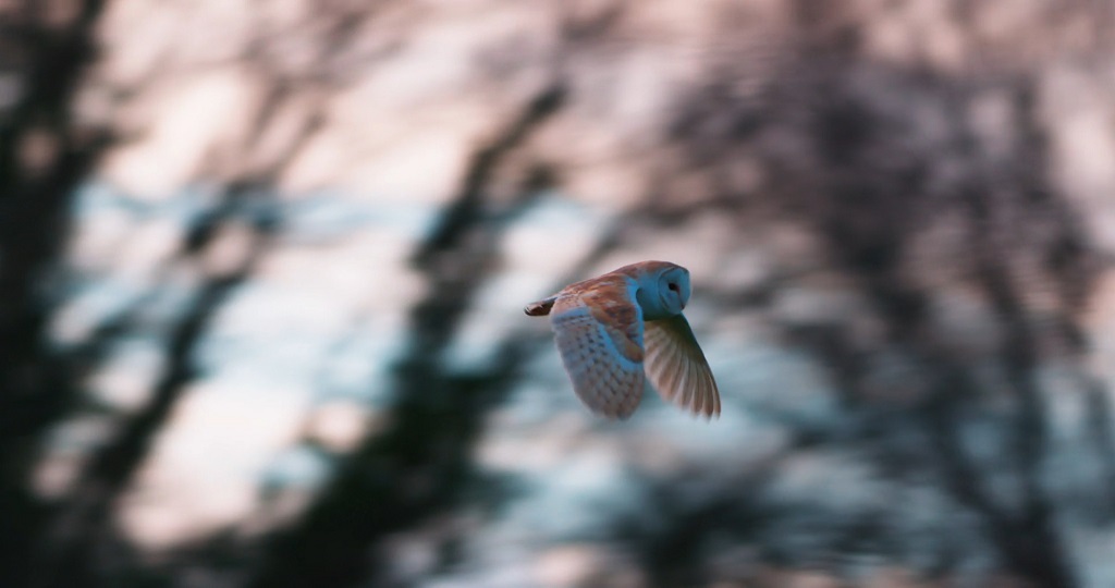 Barn Owl Flight