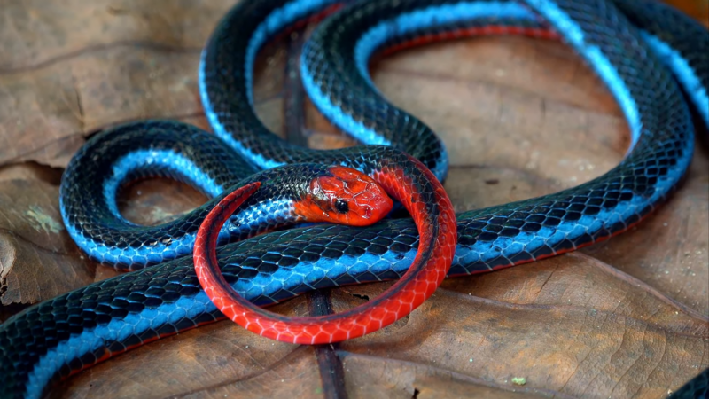 Blue Malayan Coral Snake