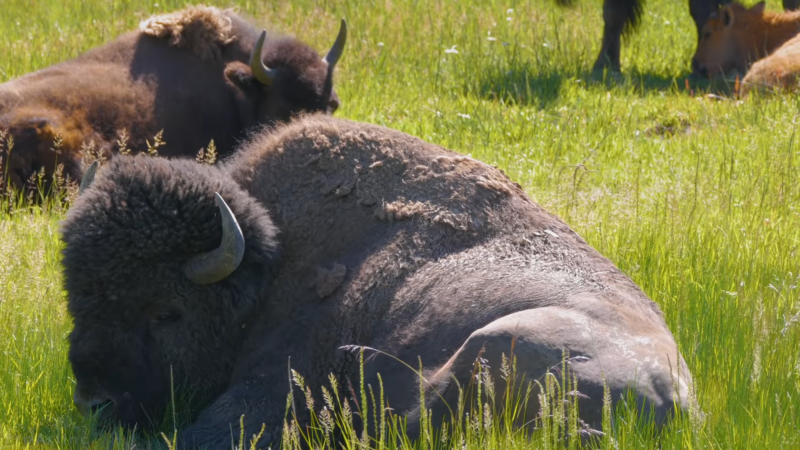 The Image Shows a Group of Bison Resting in A Lush Green Meadow, with One Large Bison Lying in The Foreground, Showcasing Its Massive Frame, Thick Fur, and Characteristic Horns