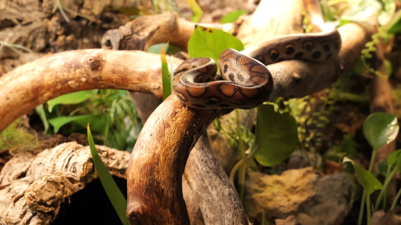 Brazilian Rainbow Boa Snake