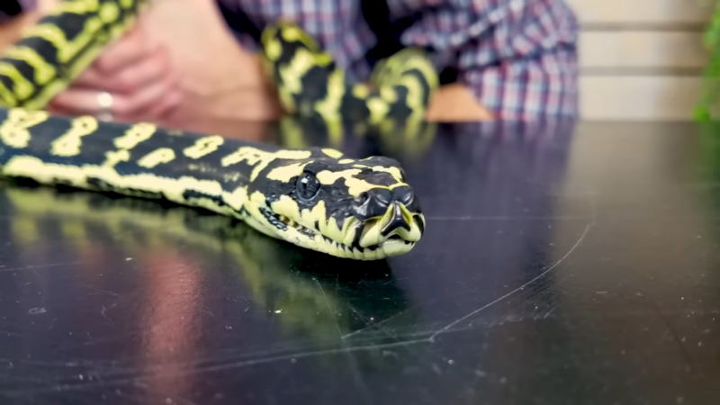 Carpet Python