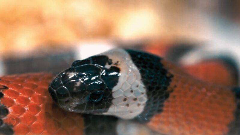 Eastern Coral Snake