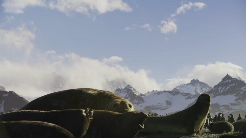 The Image Shows a Group of Large Elephant Seals Resting on A Rocky Shore with Snow-Capped Mountains and A Cloudy Sky in The Background, Emphasizing Their Massive Size and Distinctive, Wrinkled Bodies