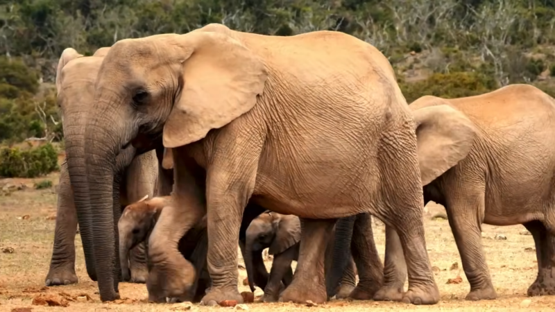 This Image Shows a Group of Elephants, Including Adults and Young Calves, Gathered Closely Together, Likely in A Protective or Social Formation in Their Natural Habitat