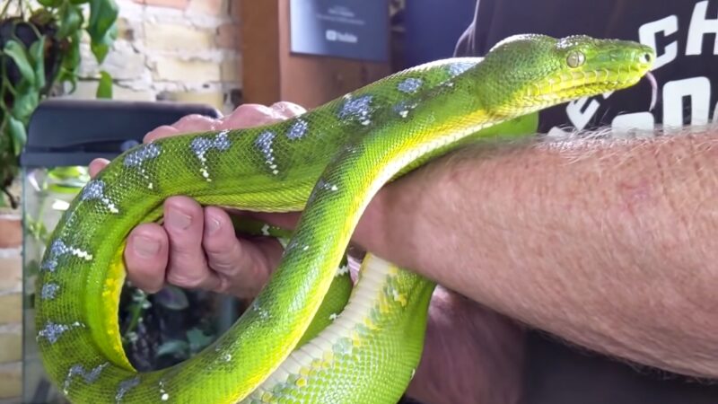 Emerald Tree Boa Snake