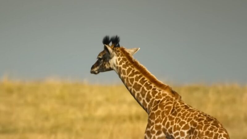 The Image Shows a Giraffe Standing in A Golden Grassland, with Its Distinctive Long Neck and Patterned Coat, Looking out Across the Open Savannah