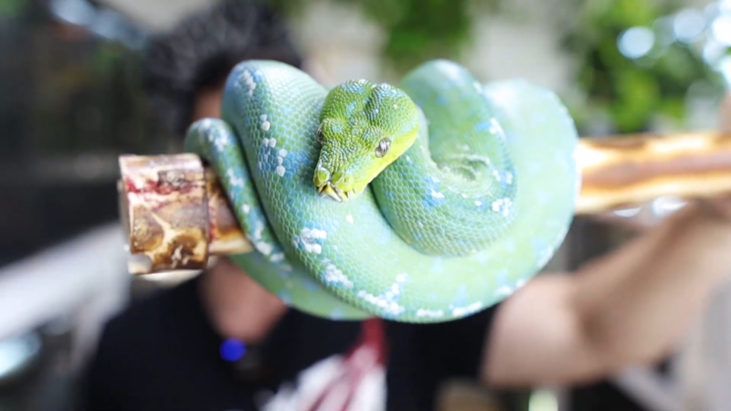 Green Tree Python