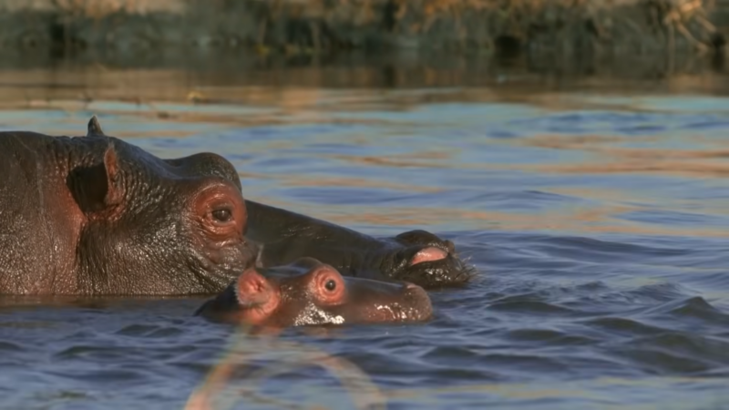 The Image Shows a Hippopotamus with A Calf Partially Submerged in Water, Their Heads Just Above the Surface, Highlighting Their Large, Rounded Bodies and Characteristic Wide Eyes and Nostrils Adapted for Aquatic Life