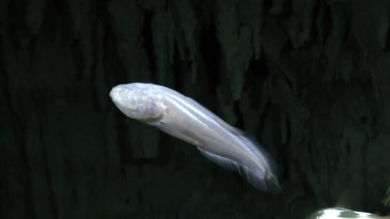 Mexican Tetra - Blind Cave Fish