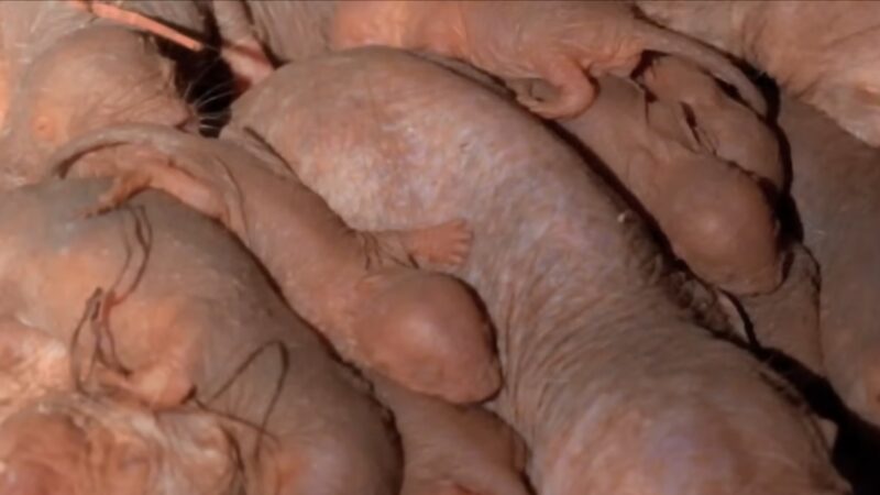 Naked Mole-Rats