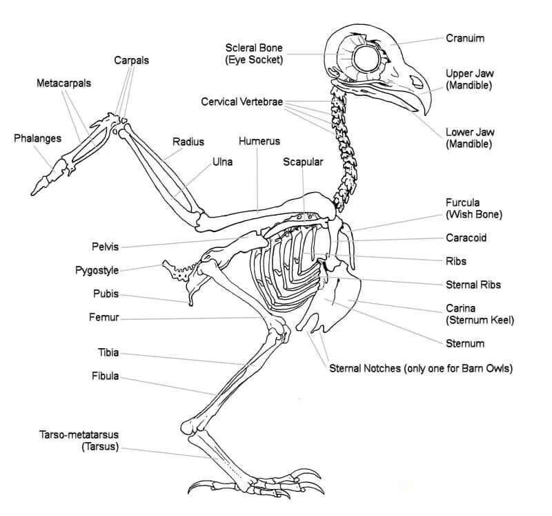 Owl Leg Anatomy