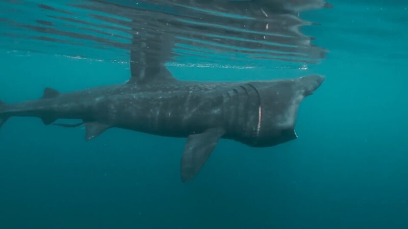 This Image Shows a Large Plankton-Feeding Shark, Likely a Basking Shark, Swimming Near the Surface of The Water with Its Mouth Partially Open, Characteristic of Its Feeding Behavior