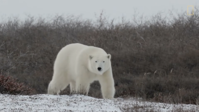 The Image Shows a Large Polar Bear Walking Across a Snowy, Tundra Landscape, with A Backdrop of Bare Shrubs and Overcast Skies, Highlighting Its Thick White Fur in The Cold Environment