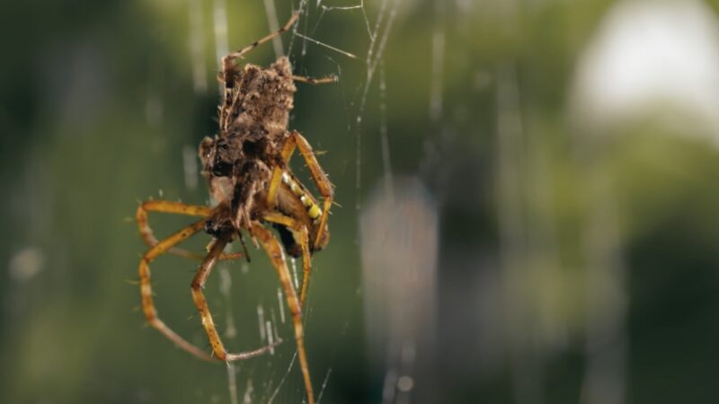 Sinopoda Scurion Spider