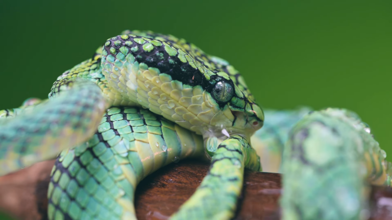 Sri Lankan Pit Viper Snake